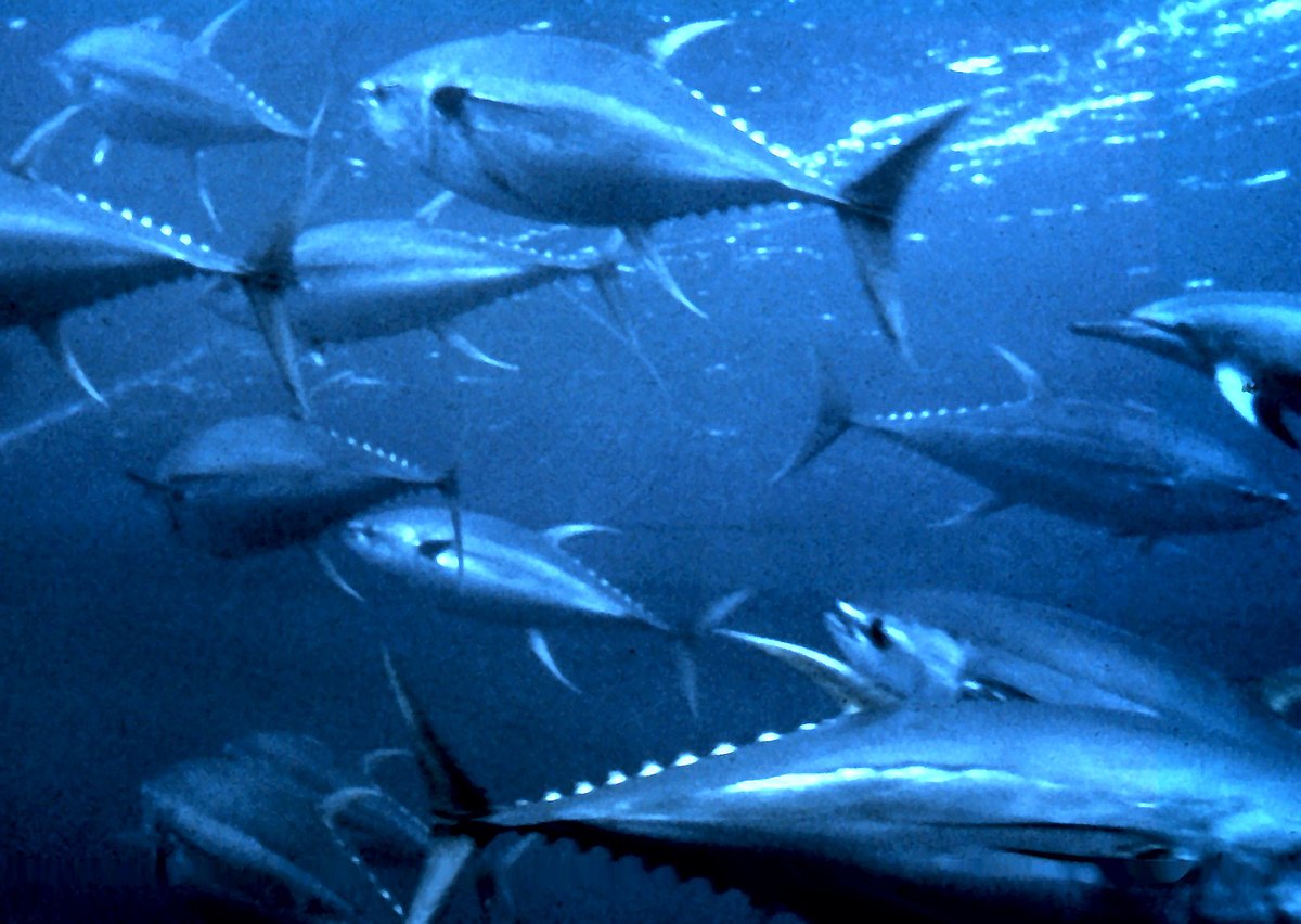 1200px-Yellowfin_tuna_nurp